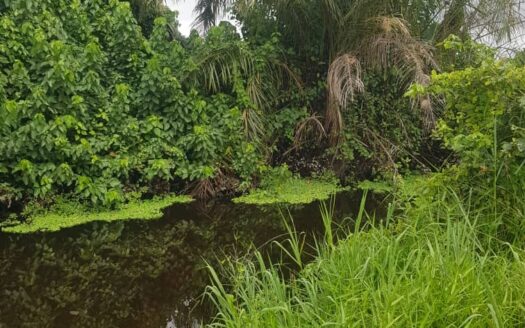 UNE PARCELLE AGRICOLE DE 200 HA  A VENDRE A TOUMODI