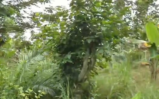 INVESTISSEZ A 1H D&rsquo;ABIDJAN MAINTENANT ET GAGNEZ DEMAIN  TIASSALE – AGNEBY TIASSA  120 KM d&rsquo;Abidjan