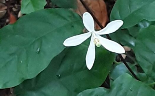 Vente de parcelle agricole à agboville