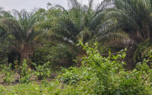 TERRAIN EN VENTE – Assinie-mafia.