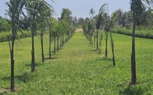 Vente terrain baie des milliardaires île boulay audoin 3500m2 bordure lagune